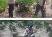 Pengecekan Pekarangan Pangan Bergizi di Basilam Baru, Polsek Sungai Sembilan Pastikan Tanaman Produktif