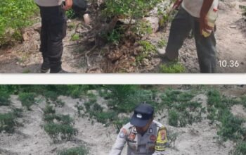 Pengecekan Pekarangan Pangan Bergizi di Basilam Baru, Polsek Sungai Sembilan Pastikan Tanaman Produktif