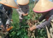 Polres Dumai Melalui Polsek Medang Kampai Panen Jagung Bersama Kelompok Tani Almadani, Dukung Ketahanan Pangan Nasional