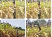 AIPDA Dedi Tiawarman Pantau Tanaman Jagung Pipil, Panen Diperkirakan Akhir Agustus