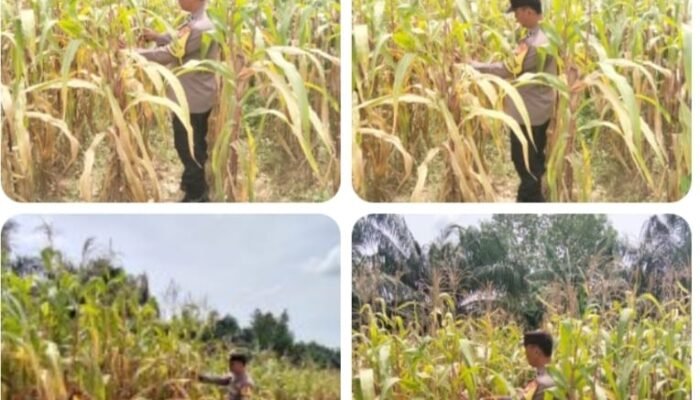 AIPDA Dedi Tiawarman Pantau Tanaman Jagung Pipil, Panen Diperkirakan Akhir Agustus
